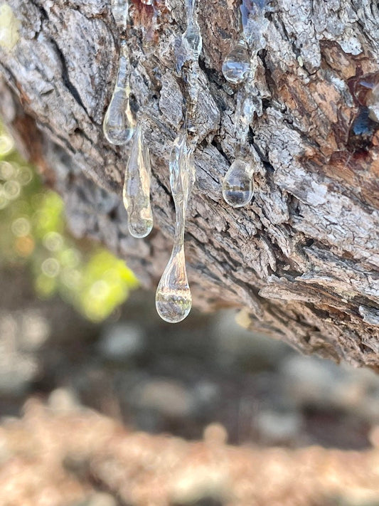 Can You Chew on Tree Resin?